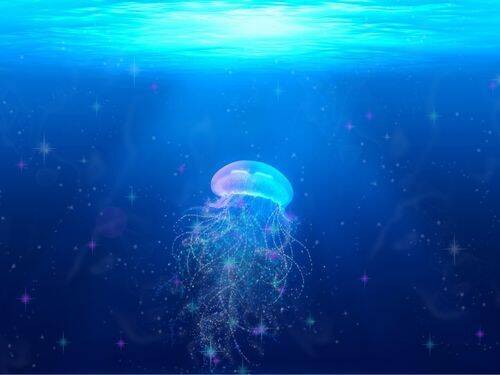 Dlaczego warto uważać na meduzy podczas przebywania w morzu