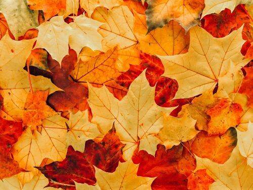 Dlaczego liście jesienią stają się czerwone lub żółte: Nauka o kolorach liści‍