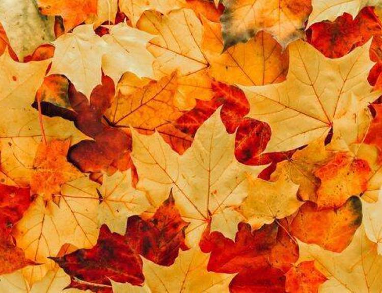 Dlaczego liście jesienią stają się czerwone lub żółte: Nauka o kolorach liści‍