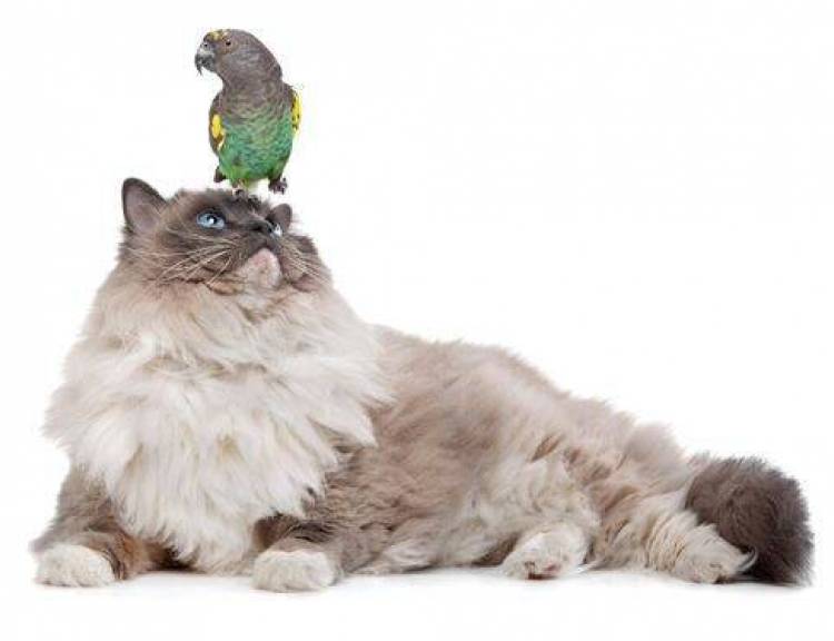 Zaskakująco podobne sposoby, w jakie koty i papugi są równe na skali inteligencji